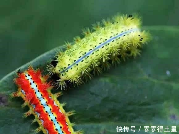 颠覆认知的五个东北冷知识,东北人可能都不知道!