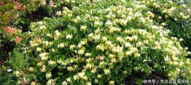 90%花都是因为浇水而枯萎，老农也不例外，新手养花必看的技巧！