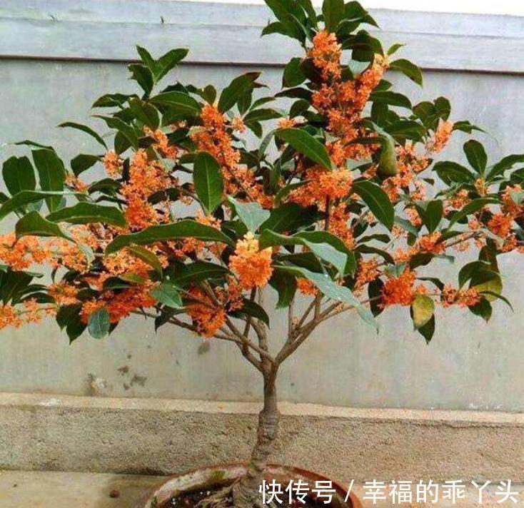 花盆儿|门前栽桂花长成“贵人树”