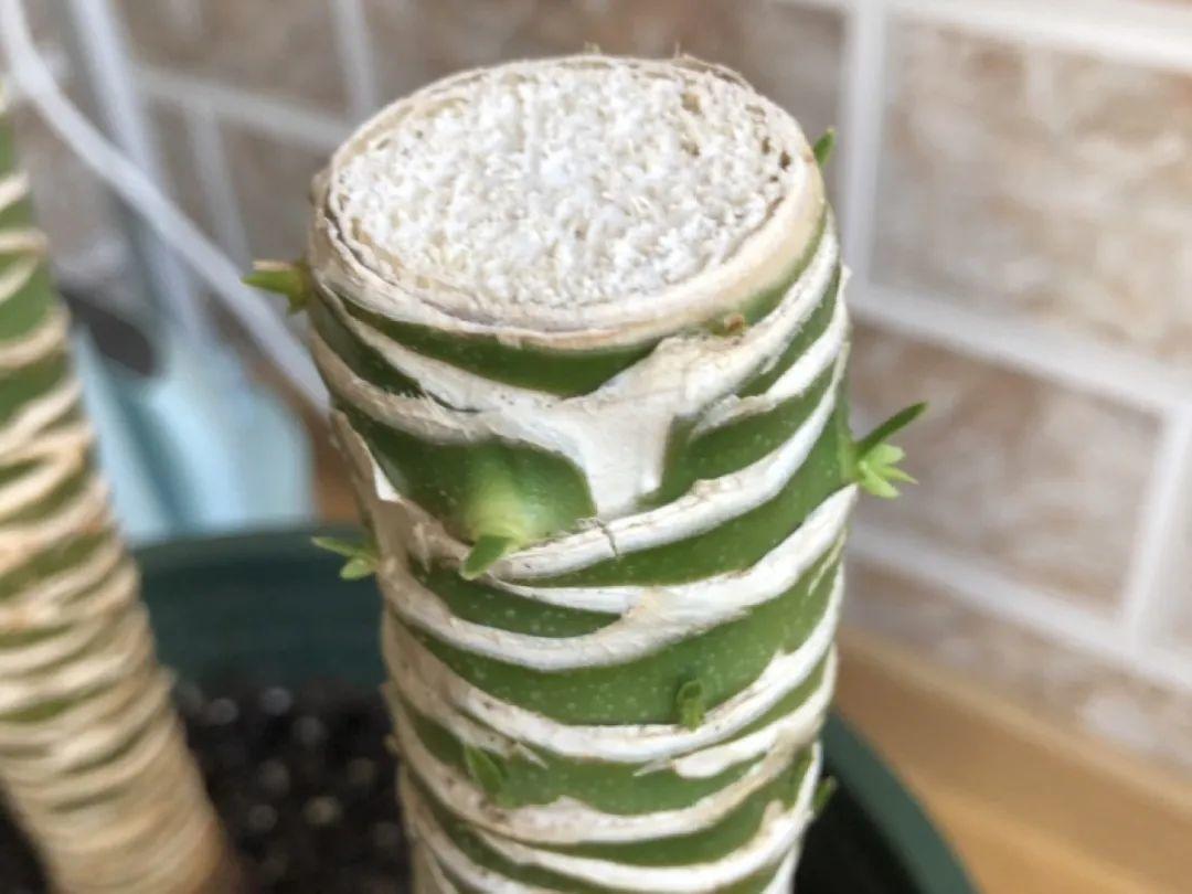 叶子|家里养棵“丑八怪”,霸气镇宅,越养越爱