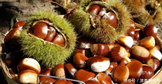 榛子|宝宝越吃越聪明的5种零食，两岁后可以吃了，对大脑发育有大好处