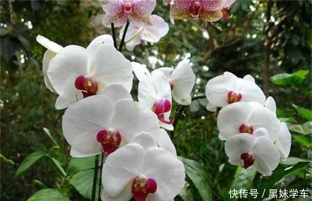 蝴蝶兰凋零别扔!用半水耕法,几个月后就“兰开二度”,超惊喜!