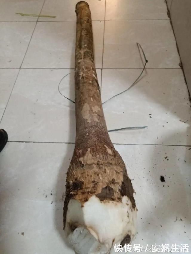 达克宁软膏|1粒小药片，碾碎丢水里，花像吃了兴奋剂疯长