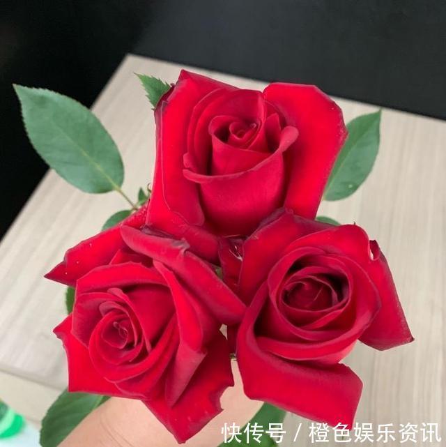 细数10种狼牙棒月季，怕刺的可绕道