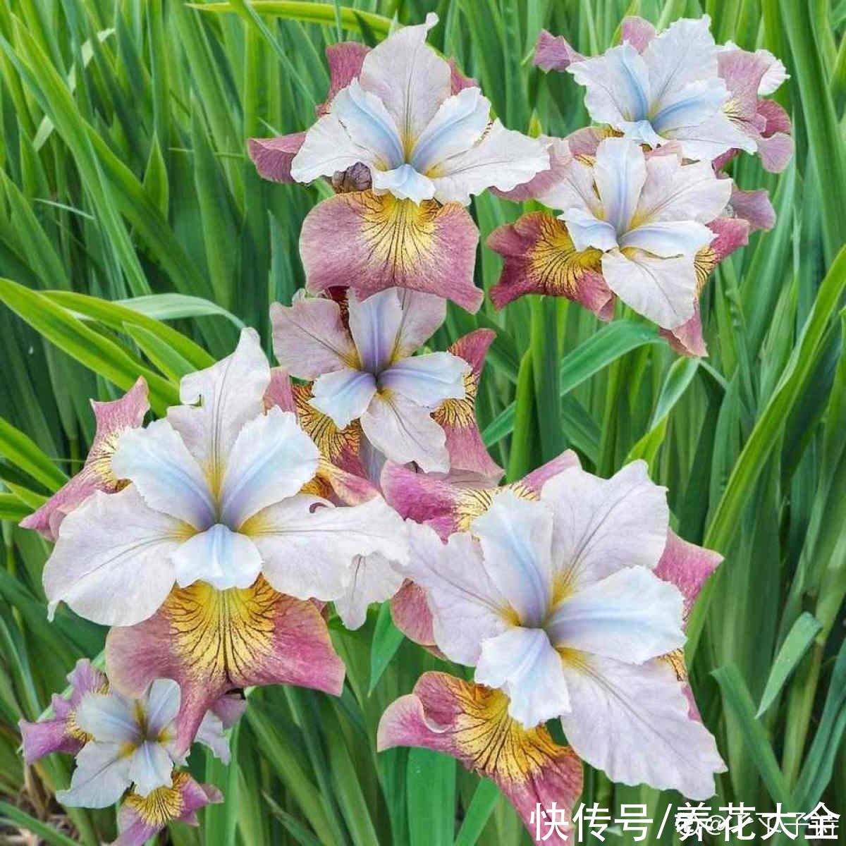 冬天|秋天种下3种花，冬天零下也不怕，明年春天花开满园