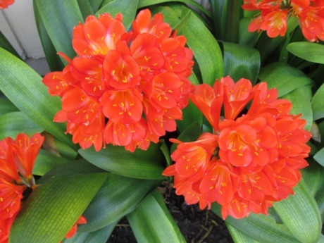 君子兰换盆，盆里埋“1种东西”，能养根，叶纹如网，一年2次花