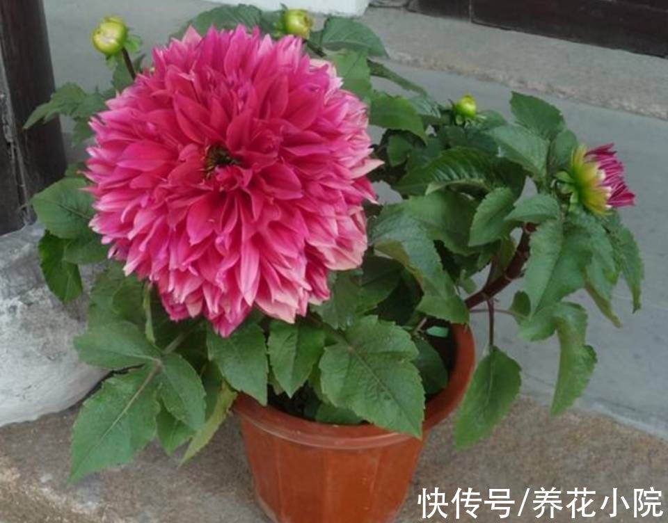 植株|院子里养1种花，开花硕大美艳，花期又长
