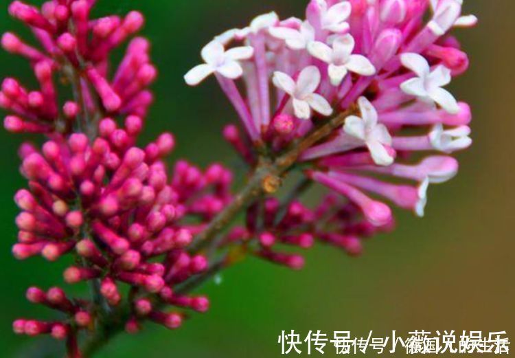 桃子|人到中年想长寿，不妨多吃3种蔬菜，清暑解烦，提高免疫力！