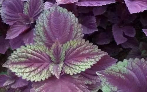 苏子油|对身体最好的3种食物,排毒消脂,延缓衰老,促进睡眠