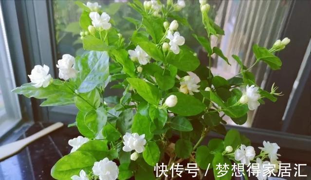 养花|三种夏日花，扦插正当时，喜欢的建议尽快繁殖“小苗”