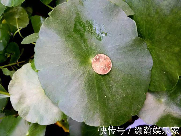 花花|铜钱草修剪趁现在,狠心剃干净, 3天就能窜新叶!