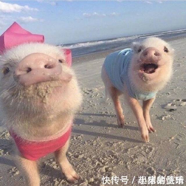 |搞笑GIF:这货就这么在这玩半天了,连小鱼干都不吃