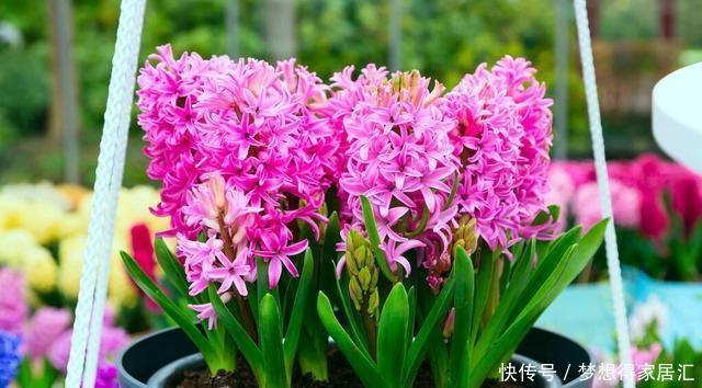 生活中冬天常见的花,都含有毒,养护需小心,摆放有讲究