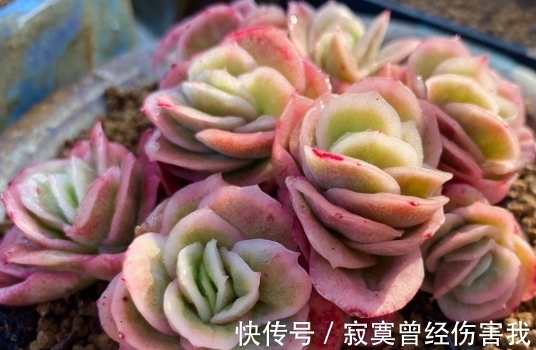 多头|大热多肉冰玫瑰,绿的时候似翡翠,冬天红起来则像带血斑的玫瑰