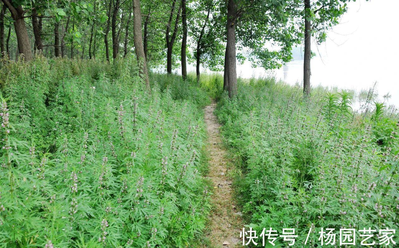 妇科病|“妇科圣药”益母草,除了用于妇科病,3种病症也适用