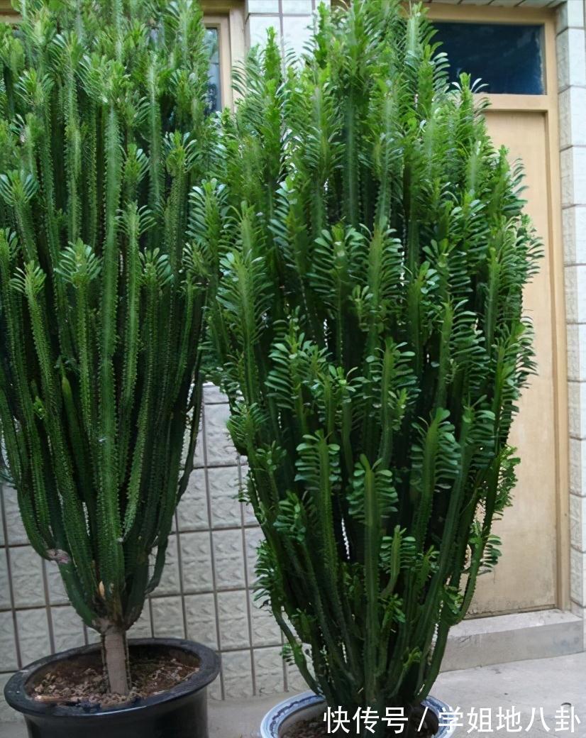 6种“懒人花”,堪称“不死花”,养成老桩几十年,旺家又值钱