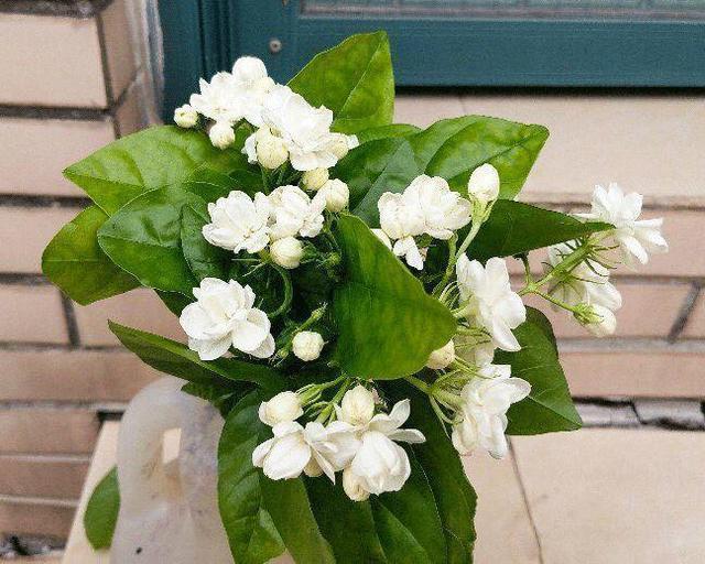 花期|养4种花,花朵凋谢“别等了”,咔嚓剪几刀,30天后又开一茬花