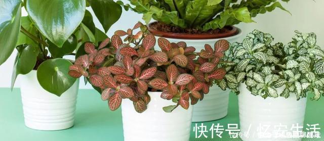 凉开水|用自来水、雨水、桶装水和凉开水养花的差别,哪种水养花最好呢