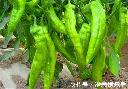 白刺果|女性过了30岁,推荐吃4种食物,滋阴补气,补血养颜,滋补身体