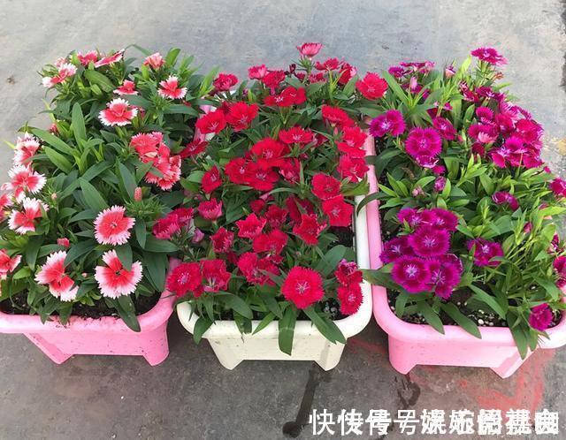 旧土|养花旧土别扔,“3样”东西加一点,土质肥沃,养花特旺,开花多