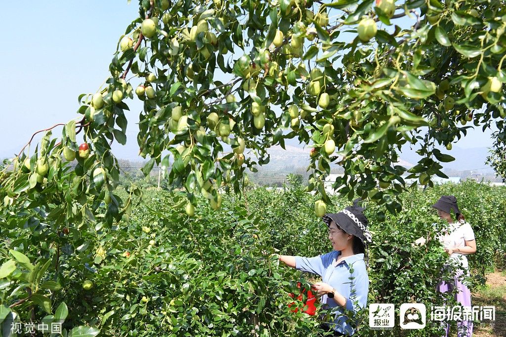 9月中，枣儿红 山亭这里的枣熟了！|组图| 枣儿