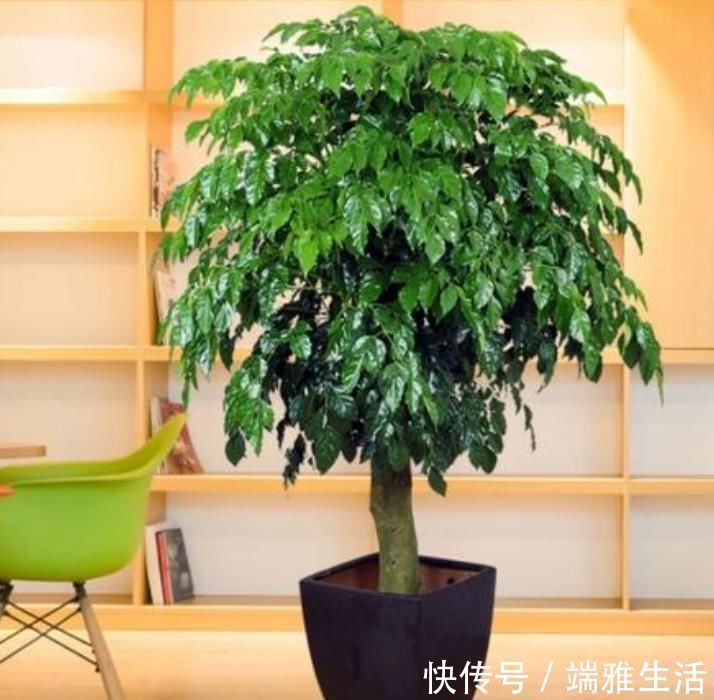 幸福树、绿宝树、鸭脚木有什么区别？养护时出现问题，怎么解决？