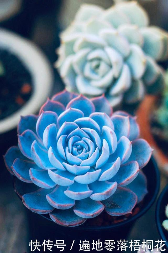 意境|10款意境深远的蓝色系多肉!养成老桩美呆了!越养越爱!