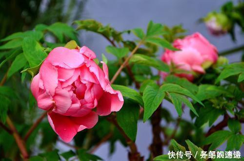 花开时节@刘禹锡的一首牡丹诗,短短4句,完美诠释了什么是“国色天香”