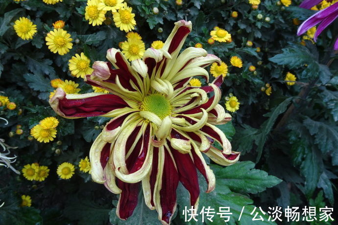 喜欢菊花,不如养盆“名菊之首”帅旗,似统帅旗帜,美艳多娇!