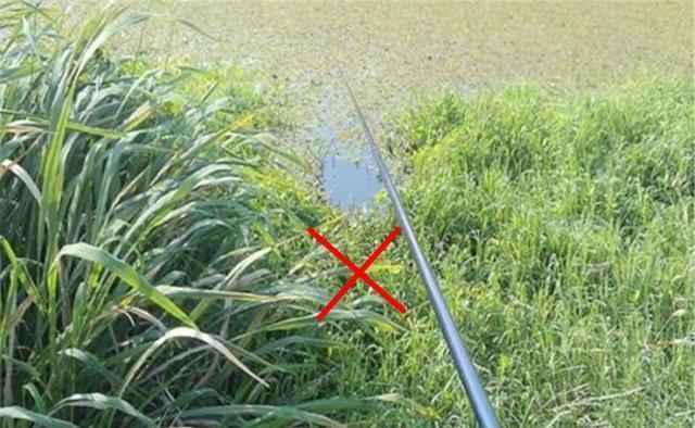 地方|夏季钓鱼不钓草？在有水草的地方钓鱼，钓位选择一定别任性