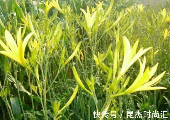 株丛|黄花菜降低血压、润肤抗衰,农民只需掌握四点,收获高产的黄花菜