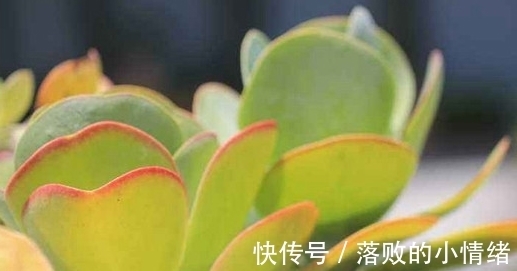 多肉怎么养才能又肥又萌?