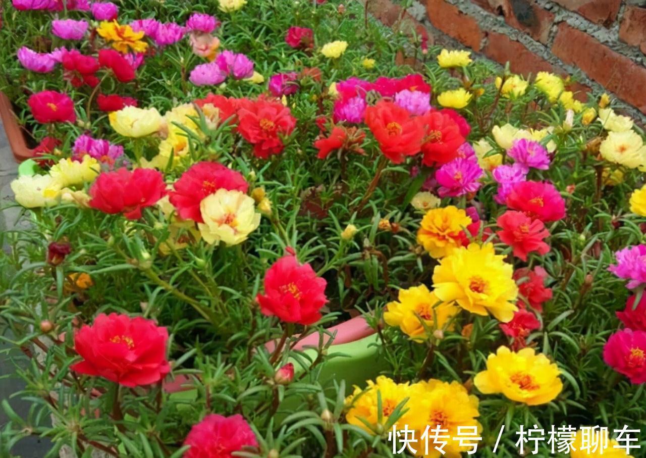 农历九月十八霜降后，养什么花？家里养3种花，福如松柏老若芝兰