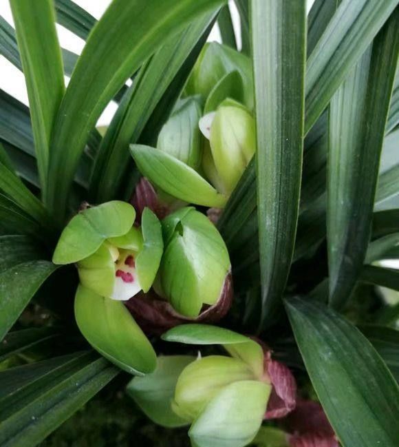 养兰花一年365天不偷懒,天天有花开,开到你不想要