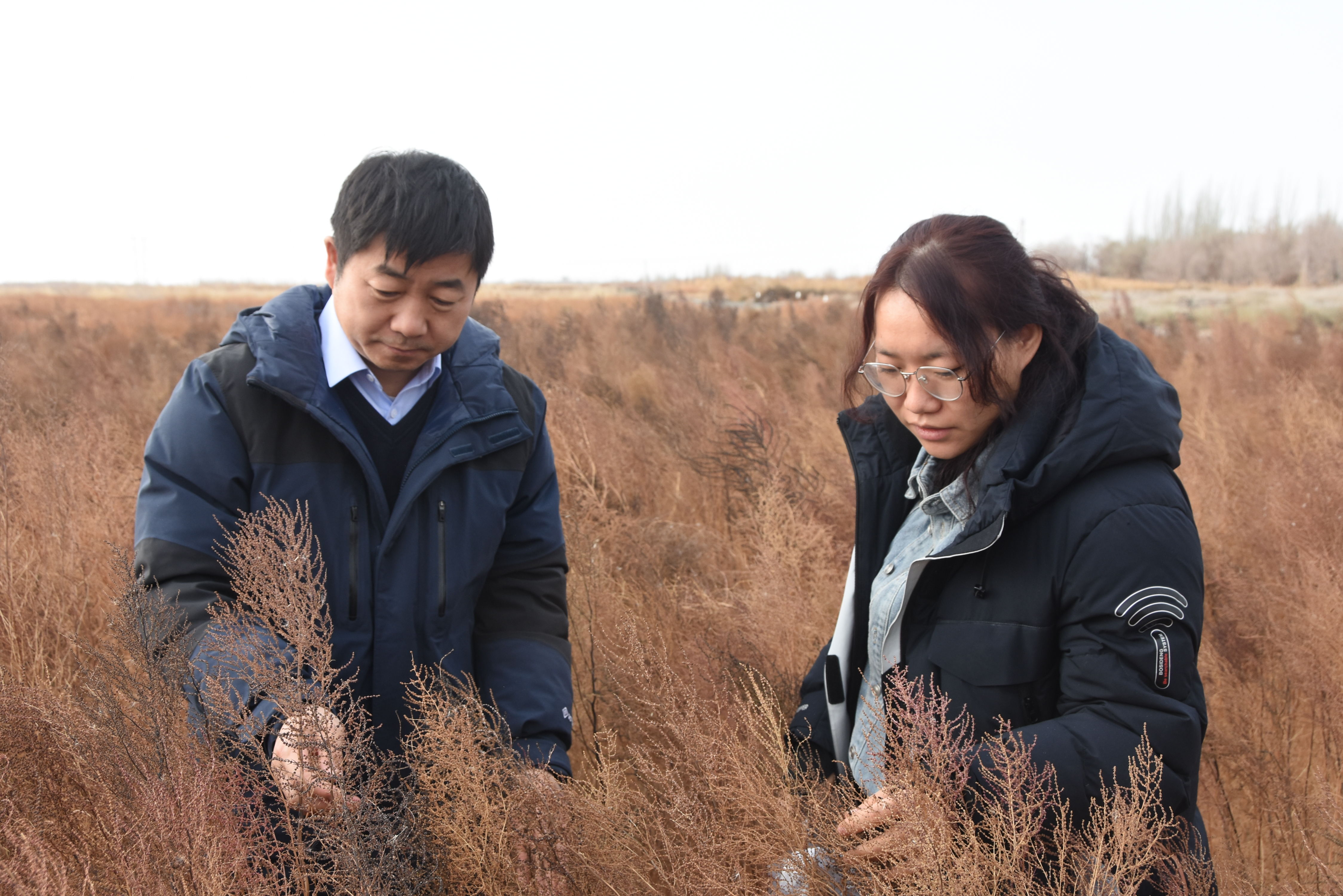 盐地碱蓬|妙用“吃盐植物”——科研人员利用盐生植物改良盐碱地