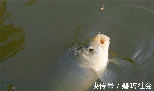 初冬钓鲫鱼，不是钓得越远越好，实战告诉你，使用短竿也能连竿！