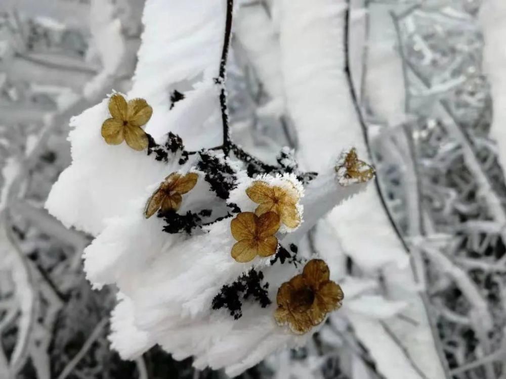 闽北雪景美图合集来啦～真正银装素裹，宛若琉璃世界！