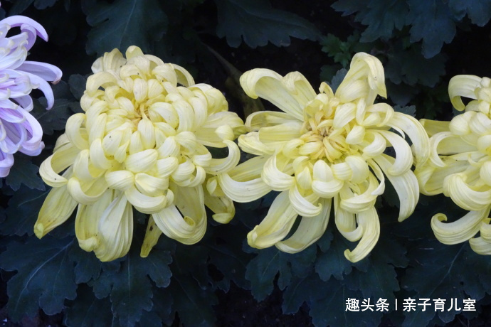 喜欢养菊，那就养”十大名菊“西湖柳月，花型丰满，似皓月临水！