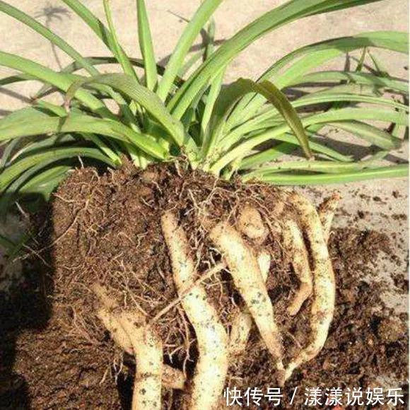 秋天养花,用到2种“生根剂”,花卉长出“胡须根”,一学就会
