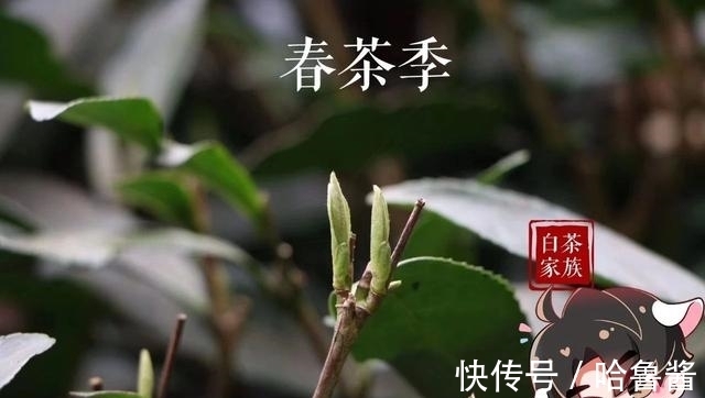 春寒@今年太姥山高山茶园,又遇倒春寒,会对白茶产生了什么样的影响?