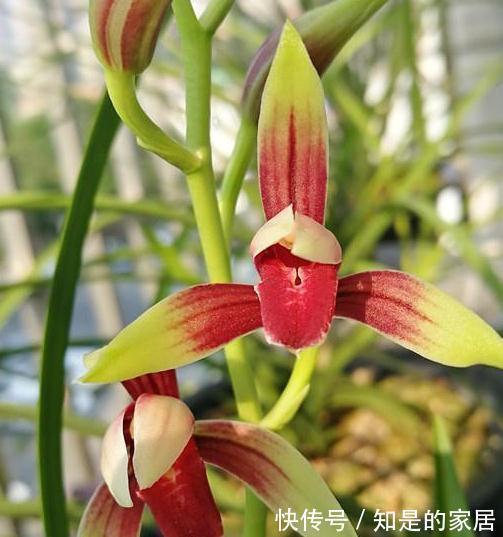 曾经千金一苗的建兰，第一红素，现普草价，花色鲜艳，兰香馥郁