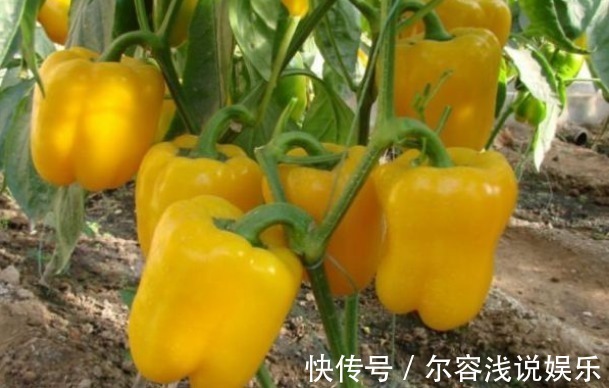 植株|美白护肤、增强免疫力的甜椒，农民种植想要提高座果率，只需四点