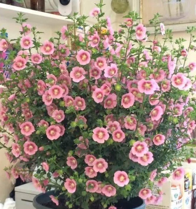 此几款花卉,烂漫迷人,枝繁叶茂,花开满盆暴成花海