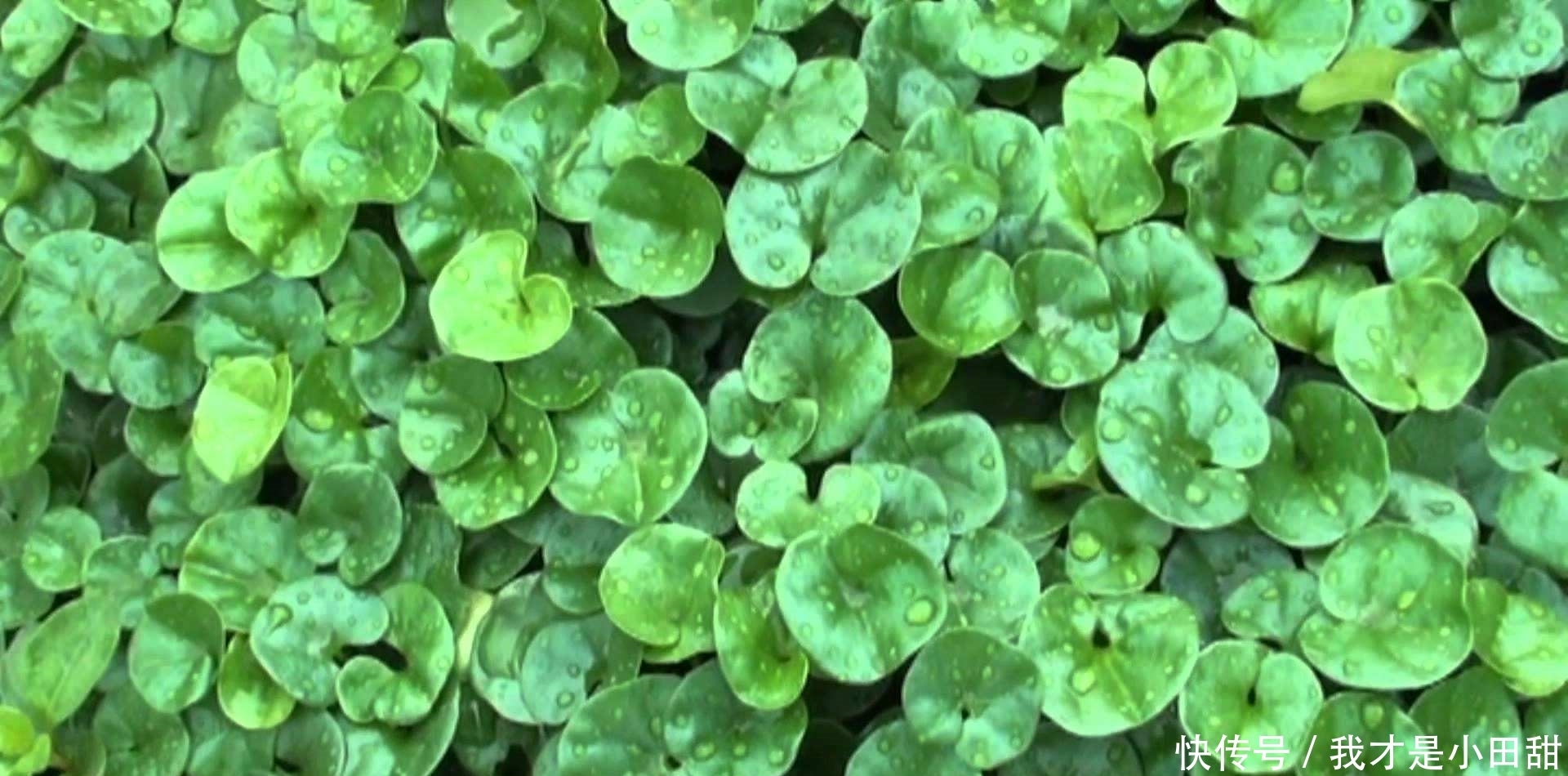 農(nóng)村|農(nóng)村里的這種野菜具有清熱解毒、瀉火平肝的功效,你都吃過嗎?