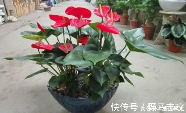 黄豆|什么啤酒、淘米水,在“它”面前弱爆了!用它浇花,浇什么活什么!