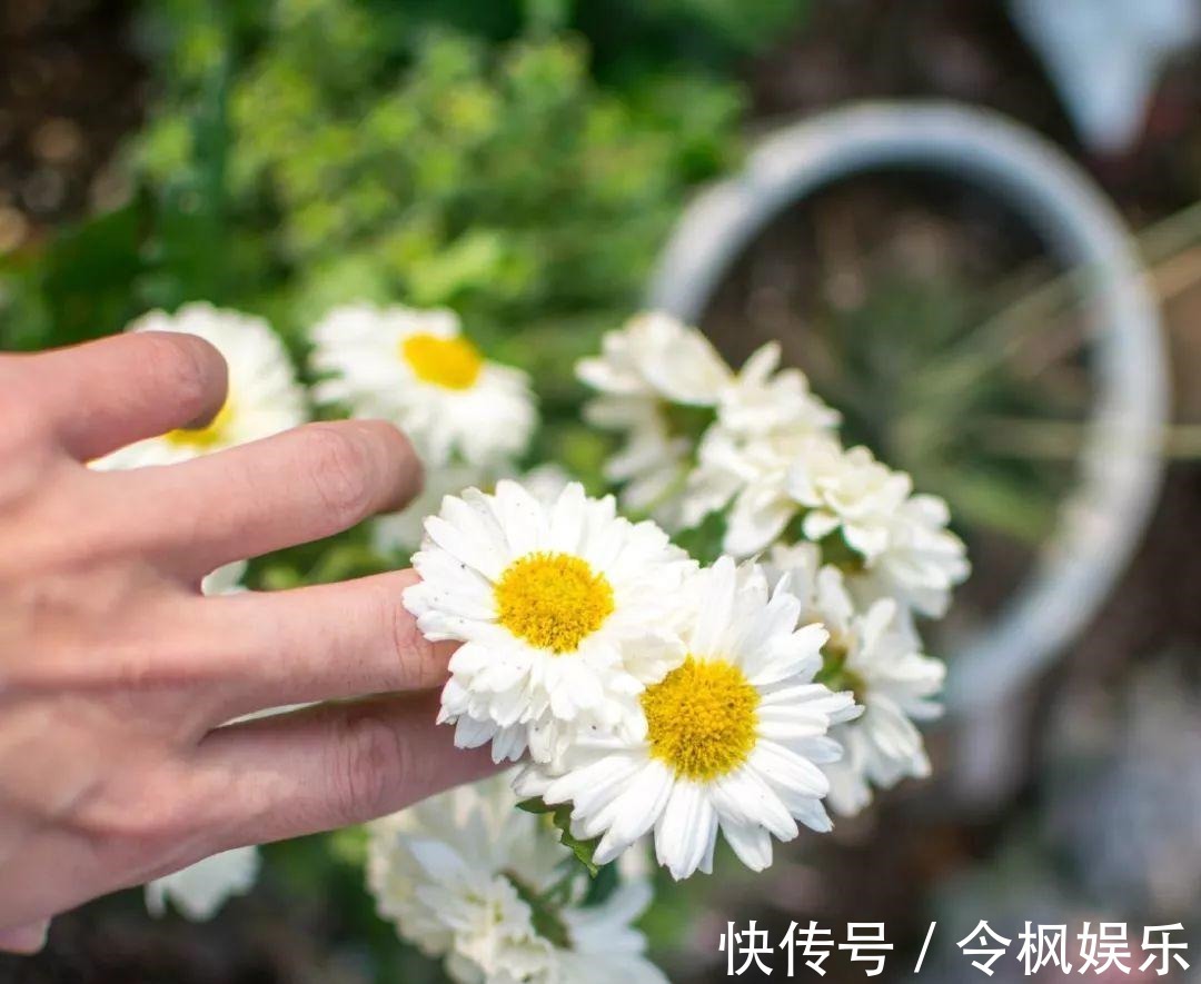 老中医最爱的8种花,一盆堪比小药箱,摘片叶子就能泡水喝!