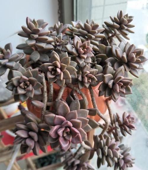 都在养“多肉”？那你见过养了15年的“胧月”，是什么样吗？