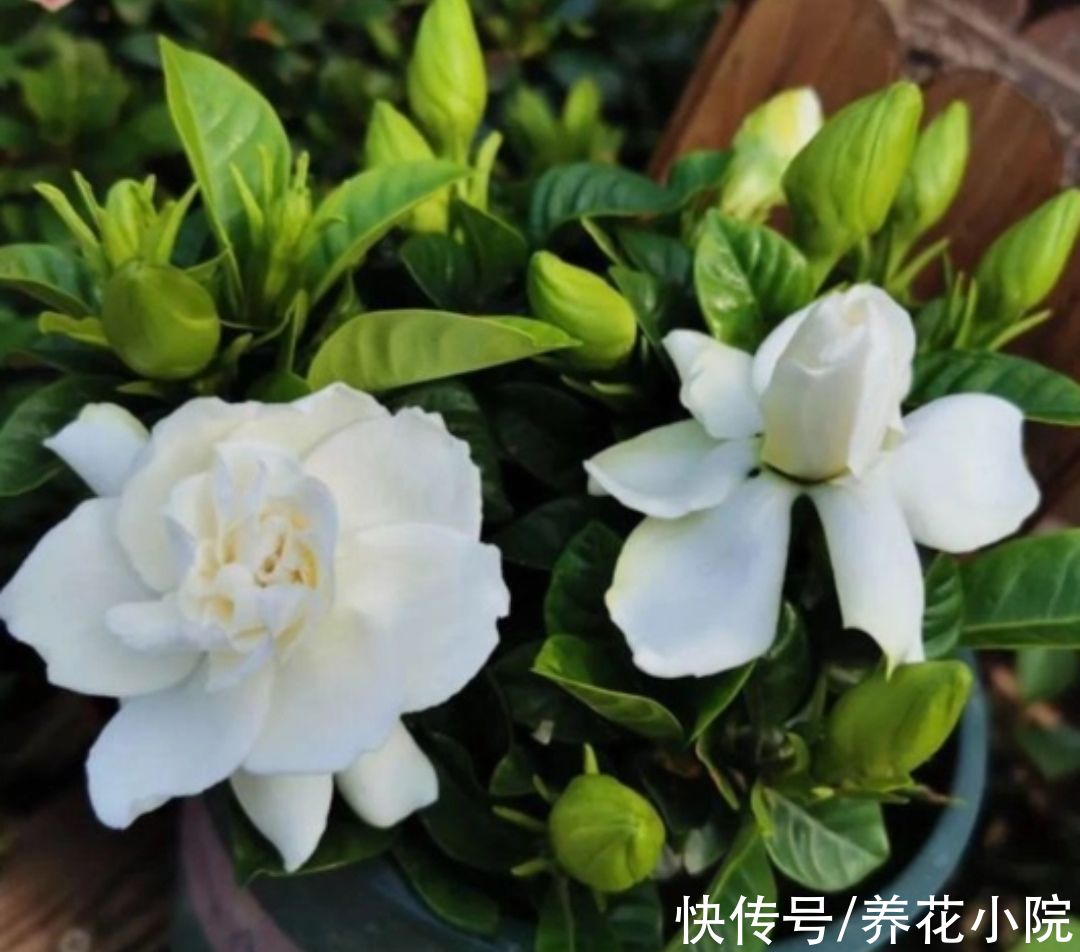 茶花|7种漂亮花，好看不好养，没有经验别花冤枉钱