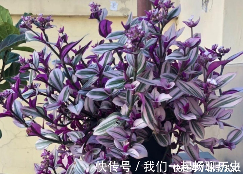 吊兰|这两种绿植,就算没有太阳也能长,非常适合在家里种