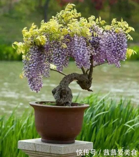 盆栽|客厅有树,十有九富!6种“富贵树”,贵气好养,旺家又吉利